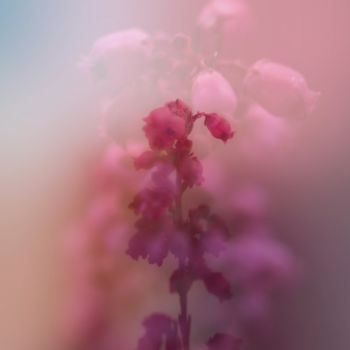 Фотография под названием "Rainbow flower" - Ines Markwardt, Подлинное произведение искусства, Манипулированная фотография