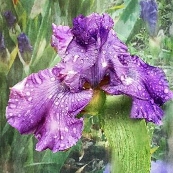 Photography titled "Iris" by Artistry By Ajanta, Original Artwork, Digital Photography