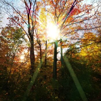 Fotografia intitolato "Autumn Sunlight" da Artistry By Ajanta, Opera d'arte originale, Fotografia digitale