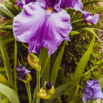 Fotografie mit dem Titel "Spring Irises" von Artistry By Ajanta, Original-Kunstwerk, Digitale Fotografie