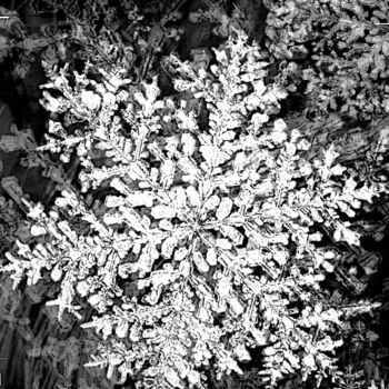 Fotografia zatytułowany „Snowflake” autorstwa Art Moé, Oryginalna praca, Fotografia cyfrowa