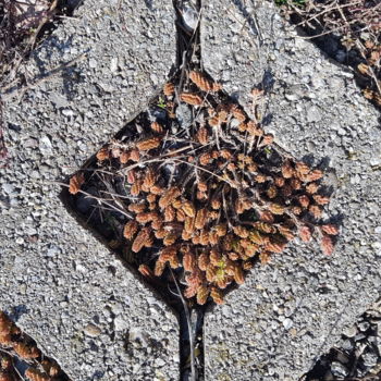 Photographie intitulée "Art Natural" par Art Moé, Œuvre d'art originale, Photographie numérique