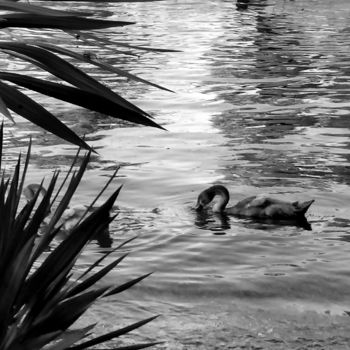 Photographie intitulée "Swan" par Art Moé, Œuvre d'art originale, Photographie numérique