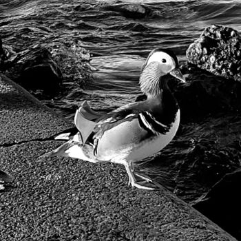 "The Beaty..:o)" başlıklı Fotoğraf Art Moé tarafından, Orijinal sanat, Dijital Fotoğrafçılık