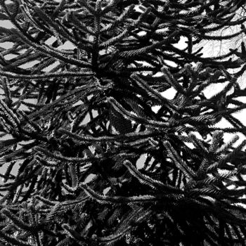 Fotografia intitolato "Tree" da Art Moé, Opera d'arte originale, Fotografia digitale