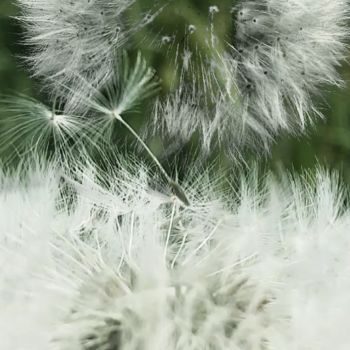 Photographie intitulée "Art Natural #1" par Art Moé, Œuvre d'art originale, Photographie numérique