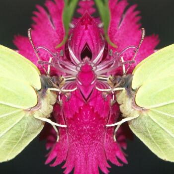 "Papillons" başlıklı Fotoğraf Monique Pouzet tarafından, Orijinal sanat, Dijital Fotoğrafçılık