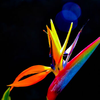 Fotografía titulada "Exotic flower" por Anna Sowinska, Obra de arte original, Fotografía digital