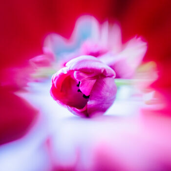 Fotografia intitolato "Tulip" da Anna Sowinska, Opera d'arte originale, Fotografia digitale