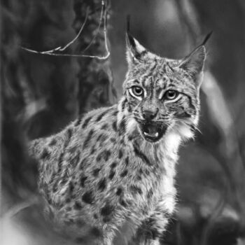 Arts numériques intitulée "Lynx" par Aryaneire, Œuvre d'art originale, Peinture numérique