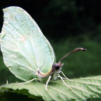 Photography titled "papillon-feuille-ci…" by Ashankta, Original Artwork