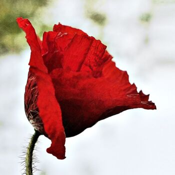 Photography titled "POPPY" by Astr, Original Artwork, Non Manipulated Photography