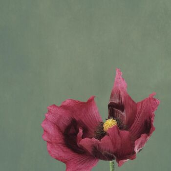 Photography titled "POPPY with PASSION…" by Astr, Original Artwork, Non Manipulated Photography Mounted on Aluminium