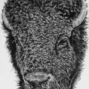 Dessin intitulée "Bison #2" par Astra, Œuvre d'art originale, Fusain