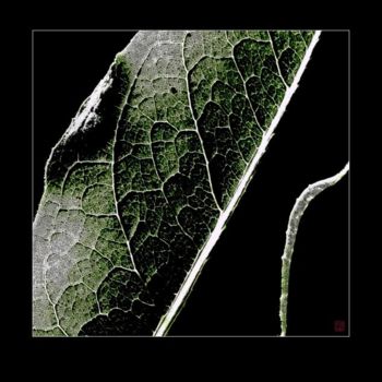 Photography titled "Leaves 4" by Alexander Svetlov, Original Artwork