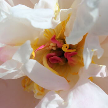 Photography titled "Coeur de pivoine" by Corinne Brossier (Atelier de l'imaginaire), Original Artwork