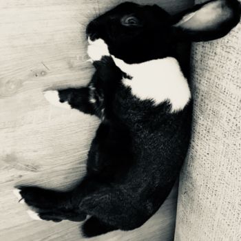 Фотография под названием "Fluffy bunny" - Ath, Подлинное произведение искусства