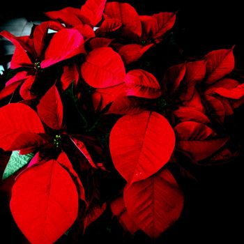 Photography titled "Flor de navidad" by Ath, Original Artwork, Manipulated Photography