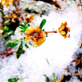 Photographie intitulée "Fleurs gelées" par Audrey Chaa, Œuvre d'art originale, Photographie non manipulée Monté sur Aluminium