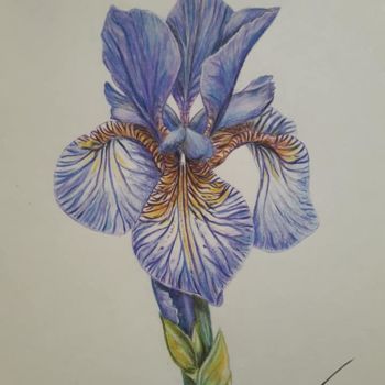 Tekening getiteld "iris" door Audrey Claire, Origineel Kunstwerk, Potlood