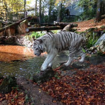 Fotografia zatytułowany „tigre blanc” autorstwa Audrey Cabrol, Oryginalna praca