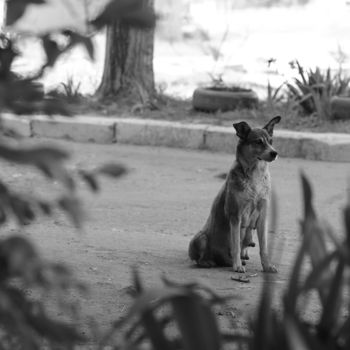 Фотография под названием "Dog" - Svetlana Avalas, Подлинное произведение искусства