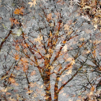 Фотография под названием "FOREST SERIES: "Dec…" - Curtis H. Jones, Подлинное произведение искусства, Цифровая фотография Уст…