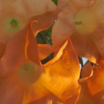 Photography titled "FLOWER I, "Orange"…" by Curtis H. Jones, Original Artwork, Digital Photography Mounted on Wood Stretcher…