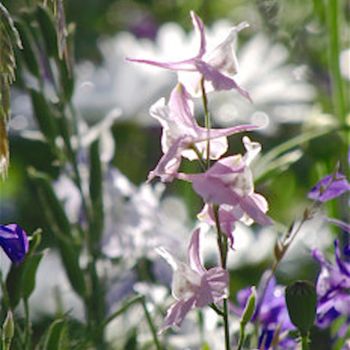 Fotografia zatytułowany „WILDFLOWER IV - Med…” autorstwa Curtis H. Jones, Oryginalna praca, Fotografia cyfrowa