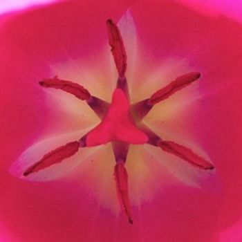 Photography titled "FLOWER VIII, "Red T…" by Curtis H. Jones, Original Artwork, Digital Photography Mounted on Wood Stretche…