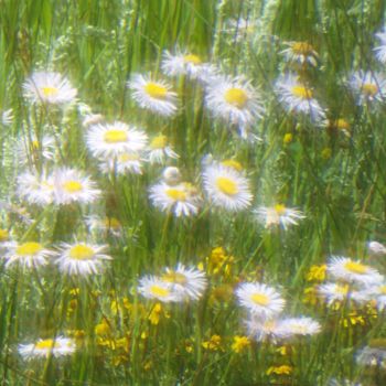 Photographie intitulée "FLOWER XI, "Desert…" par Curtis H. Jones, Œuvre d'art originale, Photographie numérique Monté sur Ch…