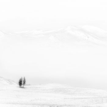 Photography titled "Trois sapins" by Roland Avard, Original Artwork, Digital Photography Mounted on Aluminium