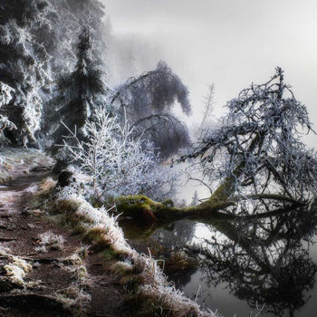 摄影 标题为“Autour du lac” 由Roland Avard, 原创艺术品, 数码摄影 安装在铝上