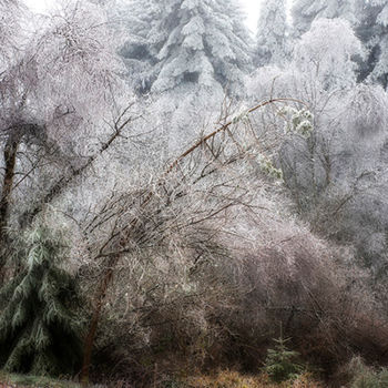 Fotografie mit dem Titel "tendresse hivernale" von Roland Avard, Original-Kunstwerk, Digitale Fotografie Auf Aluminium monti…