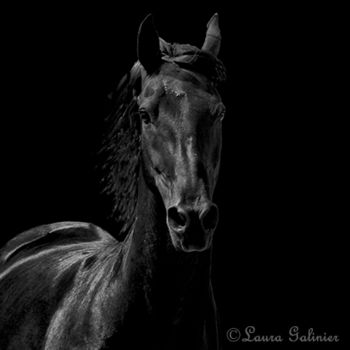 Photography titled "Horses 3" by Laura Galinier (Azalé Photo), Original Artwork