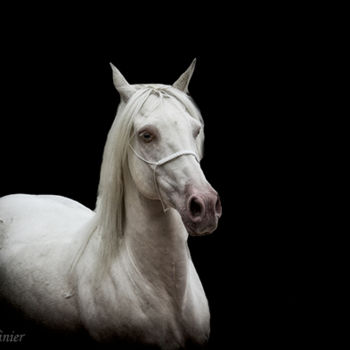 "Horses 6" başlıklı Fotoğraf Laura Galinier (Azalé Photo) tarafından, Orijinal sanat