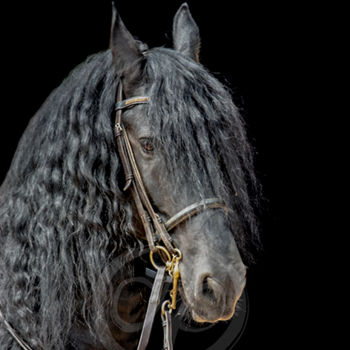 Photographie intitulée "Horses 8" par Laura Galinier (Azalé Photo), Œuvre d'art originale