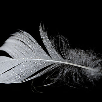 Photography titled "Plume" by Laura Galinier (Azalé Photo), Original Artwork