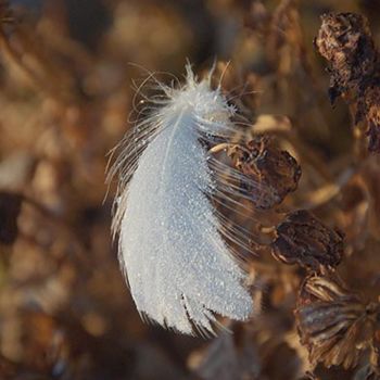 Photographie intitulée "Plume 4" par Laura Galinier (Azalé Photo), Œuvre d'art originale