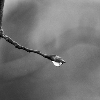 제목이 "Après la pluie 8"인 사진 Laura Galinier (Azalé Photo)로, 원작