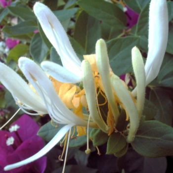 Photographie intitulée "FLOR DE NOVIAS." par Mary Carmen Diez Colorado, Œuvre d'art originale