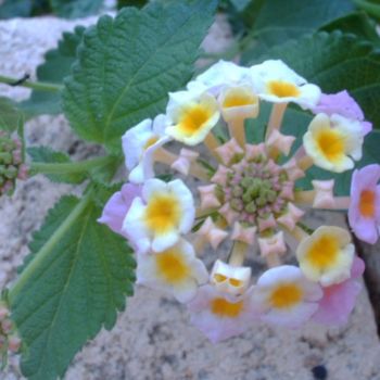 Fotografia zatytułowany „PETITE.” autorstwa Mary Carmen Diez Colorado, Oryginalna praca