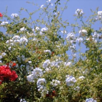 Fotografía titulada "AZULES Y ROSAS" por Mary Carmen Diez Colorado, Obra de arte original