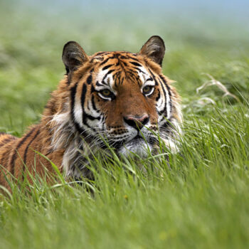 Photography titled "The Tiger" by Babbalkumar (weblink-babbalkumar), Original Artwork