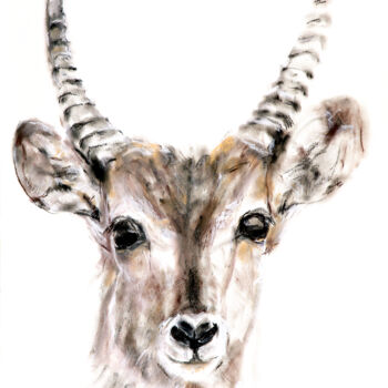 Drawing titled "waterbuck" by Babett Landsberger, Original Artwork, Pastel