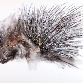 图画 标题为“porcupine” 由Babett Landsberger, 原创艺术品, 粉彩