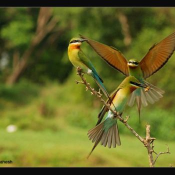 Fotografía titulada "Blue tailed Bee eat…" por Balamahesh P, Obra de arte original