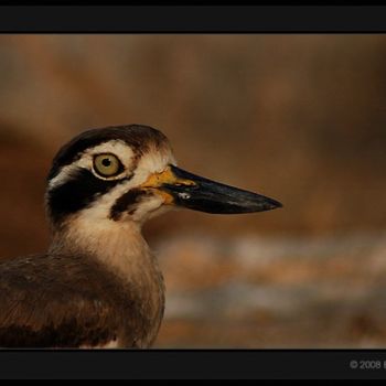 Fotografía titulada "Stone Plover" por Balamahesh P, Obra de arte original