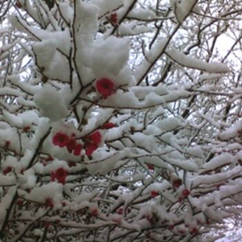 Fotografia intitolato "neve fiorita" da Ban*S, Opera d'arte originale