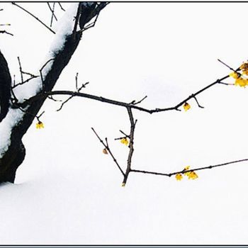 摄影 标题为“花卉摄影39” 由半影老人, 原创艺术品